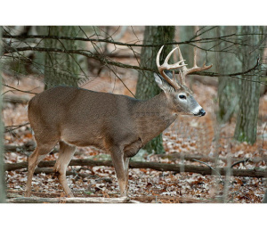 Мишень "Олень" NICE TARGETS ANIMAL FACE DEER BROADSIDE RIGHT
