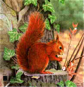 Мишень "Белочка" JVD ANIMAL FACE SQUIREL