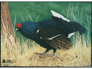 Мишень "Тетерев" JVD ANIMAL FACE BLUE-GROUSE