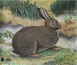 Мишень "Кролик" JVD ANIMAL FACE RABBIT