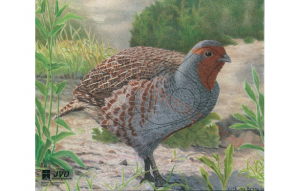 Мишень "Куропатка" JVD ANIMAL FACE PARTRIDGE