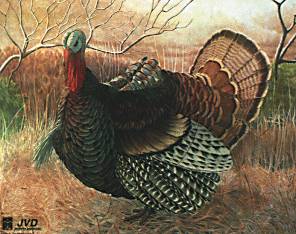 Мишень "Индюк" JVD ANIMAL FACE TURKEY
