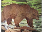 Мишень "Медведь" JVD ANIMAL FACE BEAR