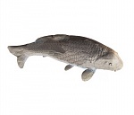 3D мишень "Карп" ELEVEN TARGET 3D CARP (FISH)