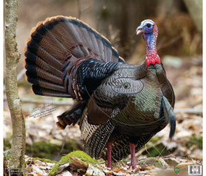 Мишень "Индюк" NICE TARGETS ANIMAL FACE TURKEY